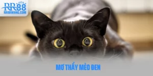 Ảnh đại diện mơ thấy mèo đen
