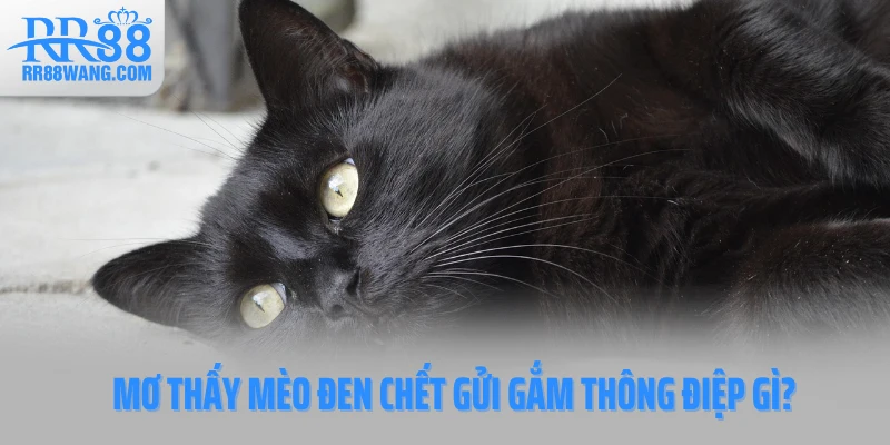 Mơ thấy mèo đen chết gửi gắm thông điệp gì?