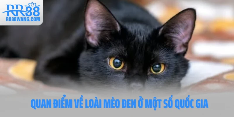 Quan điểm về loài mèo đen ở một số quốc gia